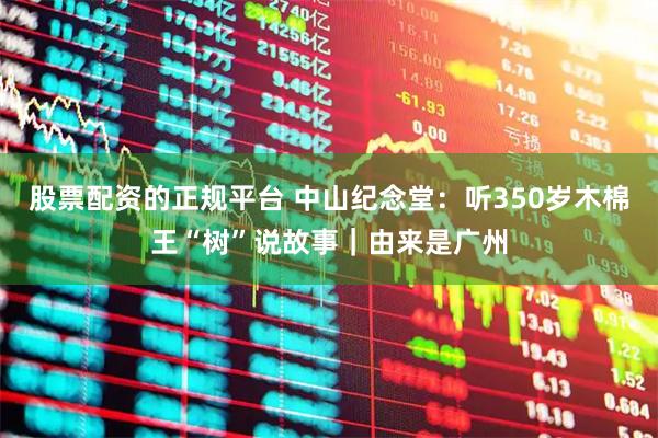 股票配资的正规平台 中山纪念堂：听350岁木棉王“树”说故事｜由来是广州
